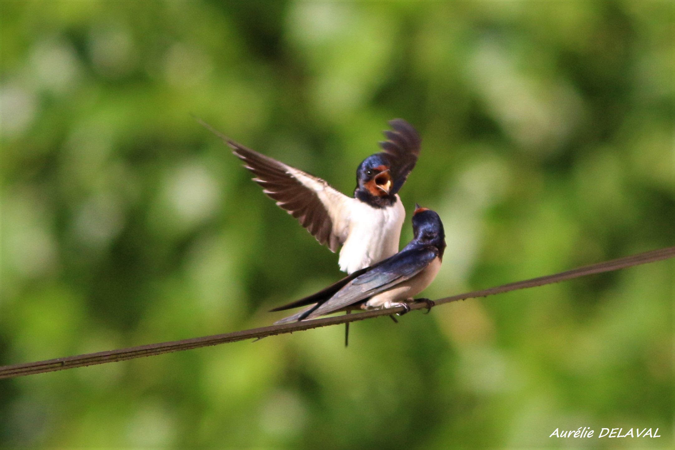 Distribution gratuite de nids d'<strong>hirondelle</strong>s